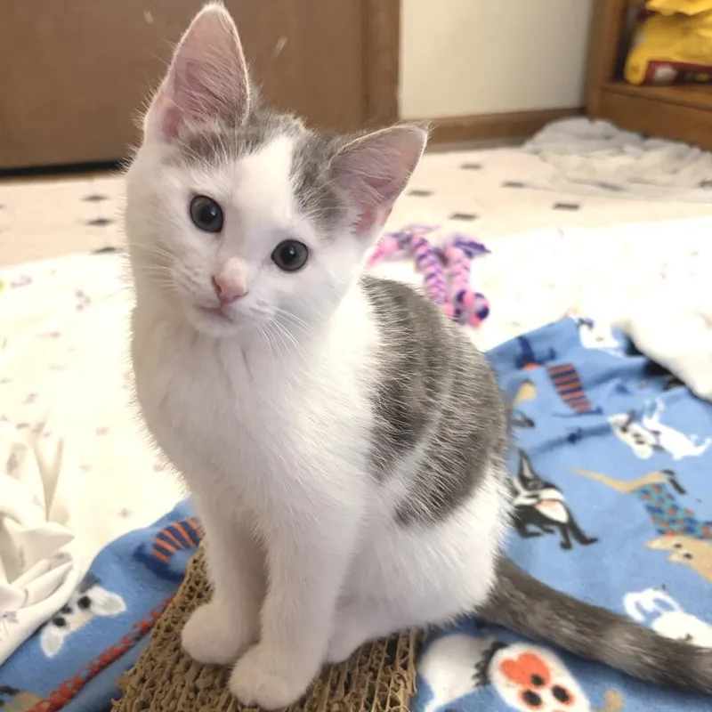 A baby small-sized female White Domestic Short Hair cat named Daisy for adoption in Fort Wayne, IN