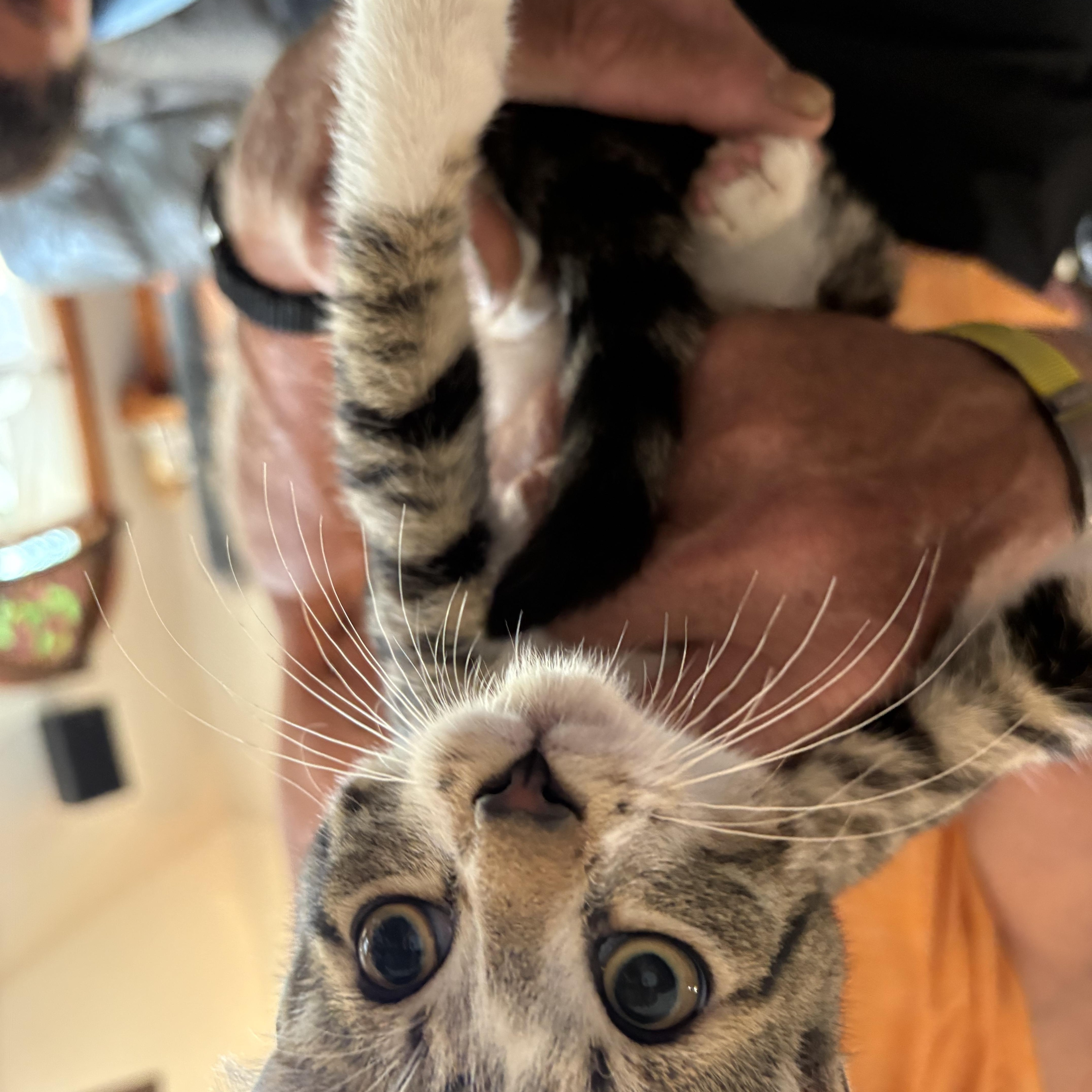 A baby small-sized male Tabby (Brown / Chocolate) Tabby cat named Argyle for adoption in Maple Shade, NJ