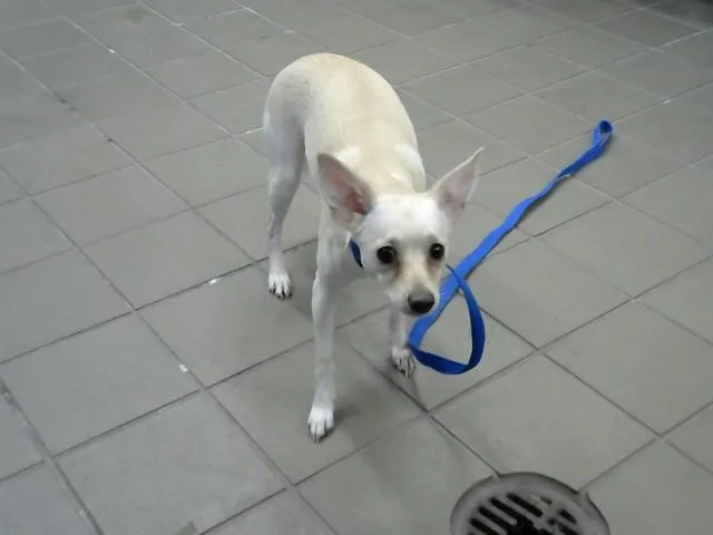 A young small-sized female Chihuahua dog named Skinny Girl for adoption in Albuquerque, NM