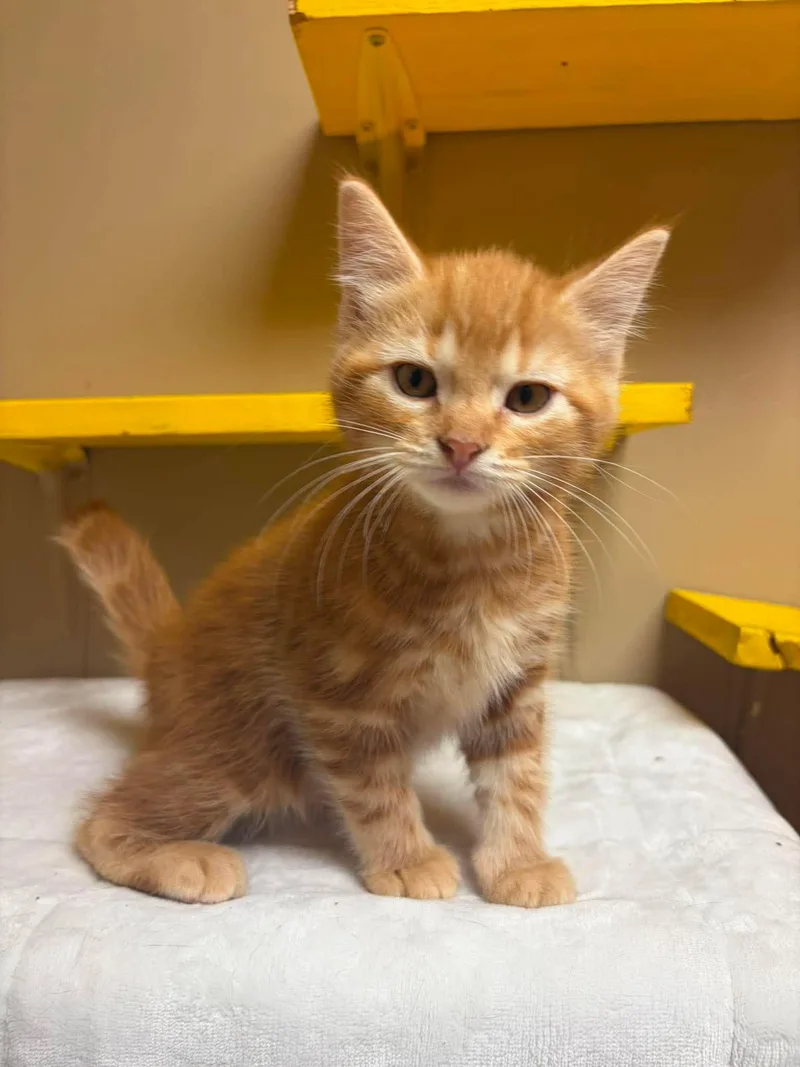 A baby medium-sized male Tabby (Orange / Red) Domestic Short Hair cat named Parmesan for adoption in Maryville, MO