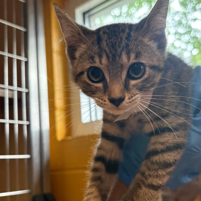 A baby small-sized male Black Domestic Short Hair cat named Ra for adoption in Chesapeake, VA