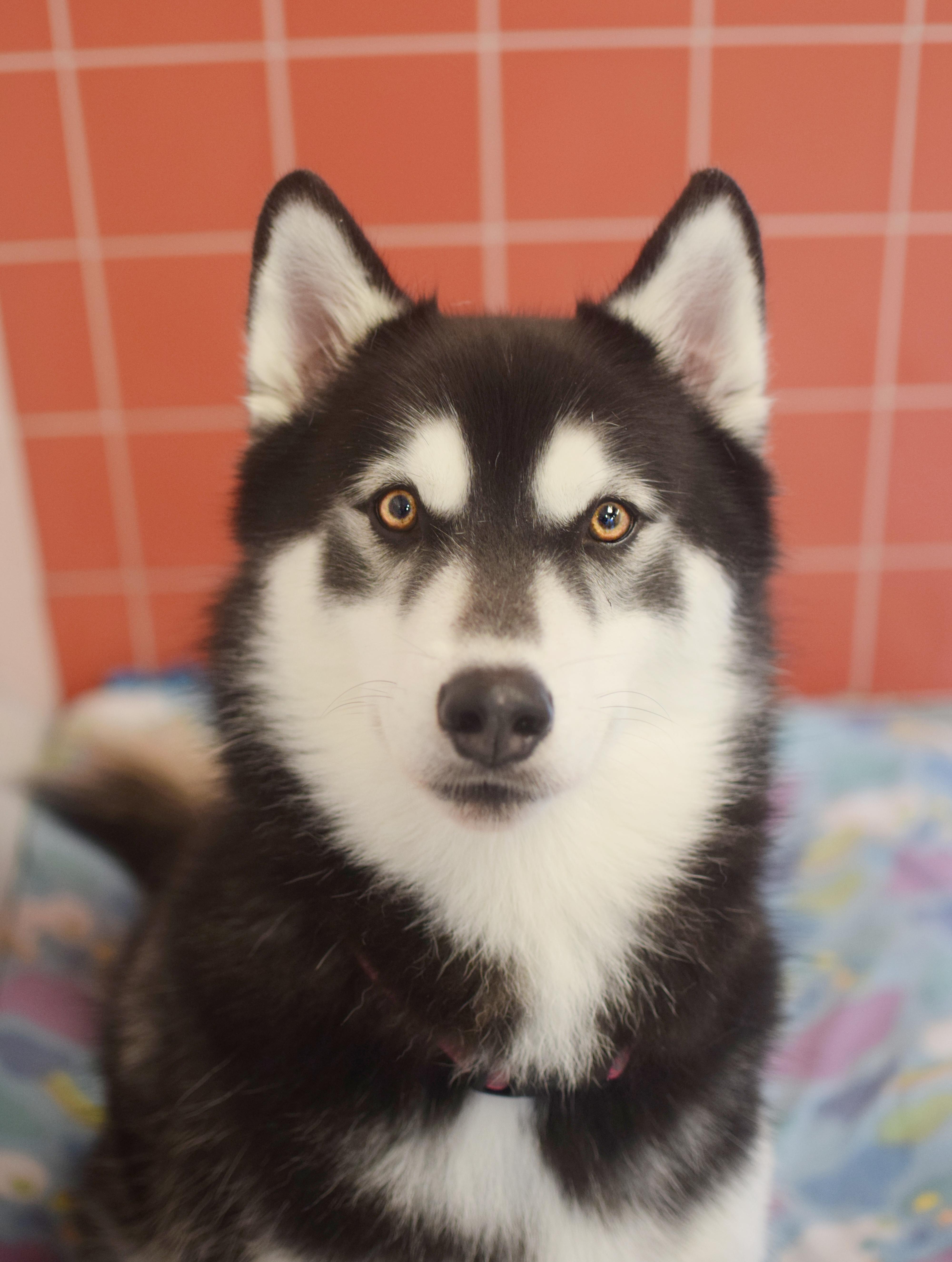 An adult large-sized male Black Husky dog named Diesel for adoption in Pontiac, MI