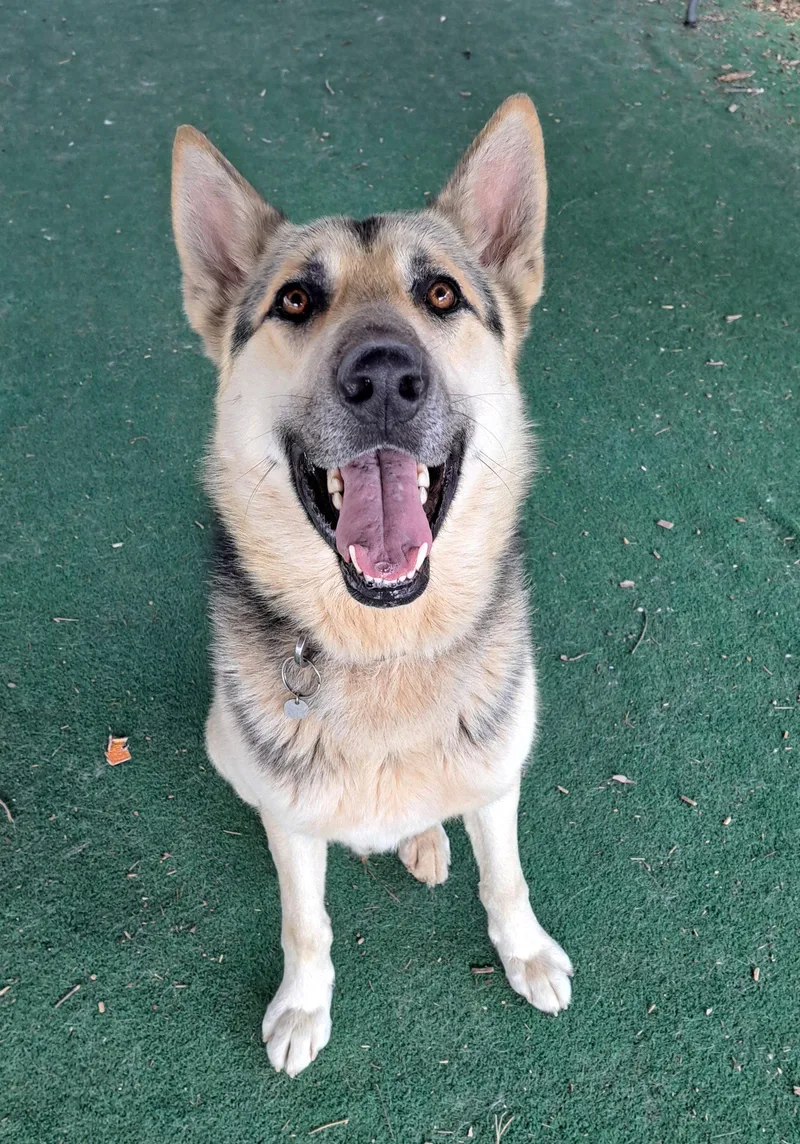 An adult large-sized male Shepherd dog named Fritz for adoption in Clarkesville, GA