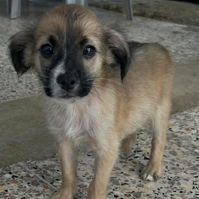 A baby small-sized male Tricolor (Brown, Black, & White) Spaniel dog named Rex for adoption in Carmel, NY