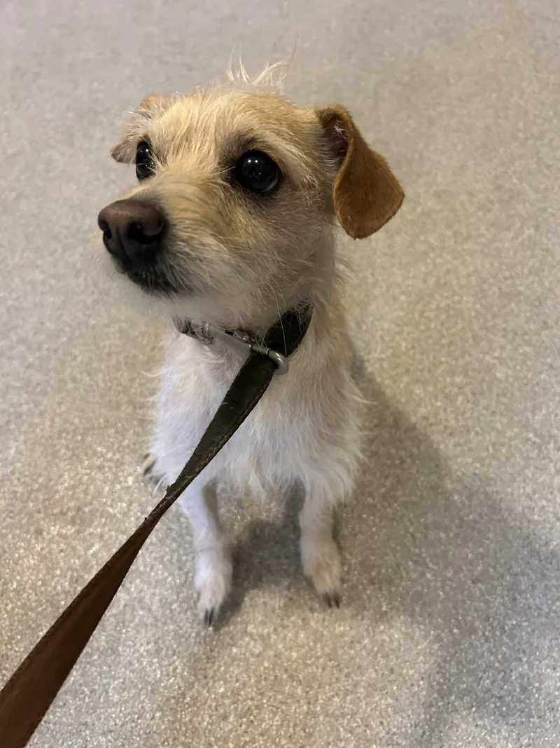 An adult small-sized male Apricot / Beige Wirehaired Terrier dog named Willie for adoption in Baldwin, MI