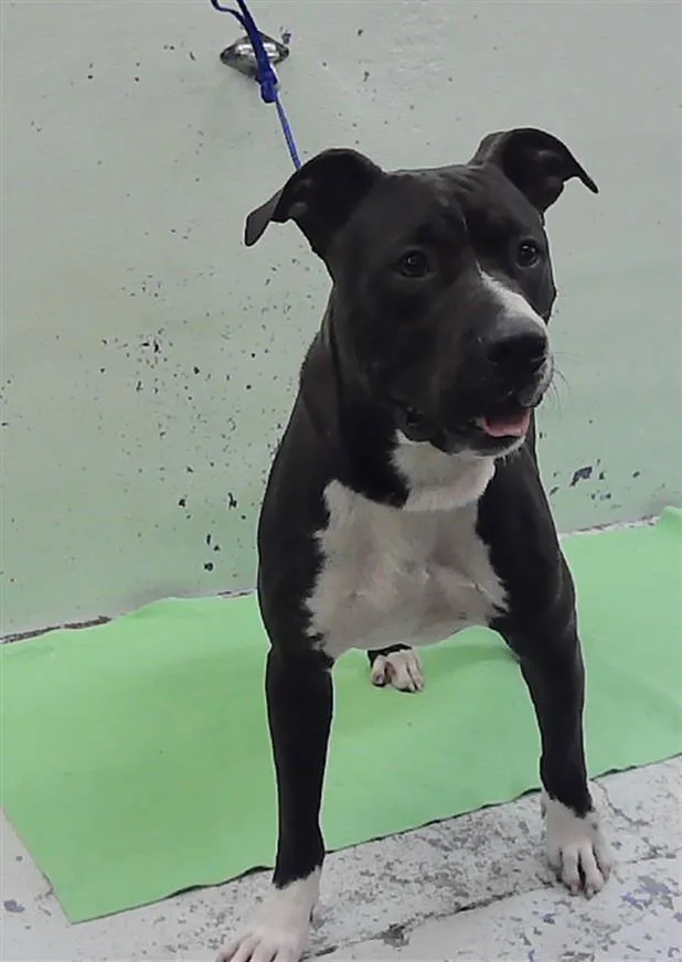 An adult large-sized male Staffordshire Bull Terrier dog named A for adoption in Houston, TX
