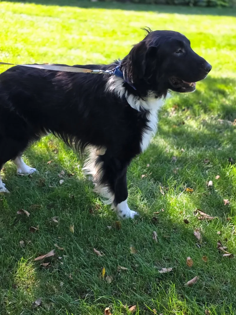 A young large-sized male Great Pyrenees dog named Taurus for adoption in Orland Park, IL