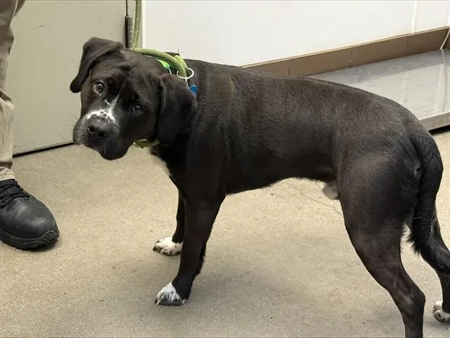 A young large-sized male Labrador Retriever dog named Axell for adoption in Tucson, AZ
