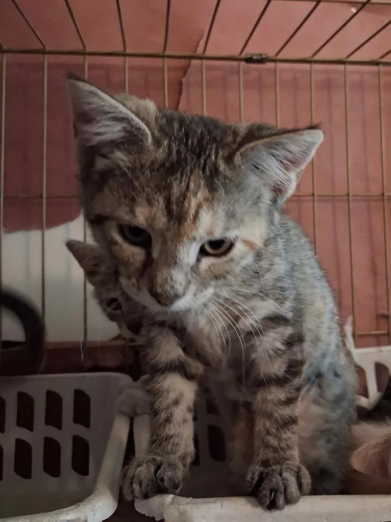 A baby small-sized female Domestic Short Hair cat named Dolly P for adoption in Ogden, UT