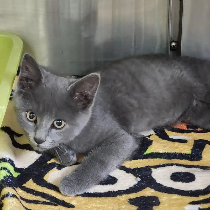A baby small-sized male Gray / Blue / Silver Domestic Short Hair cat named Leo for adoption in Dixon, IL