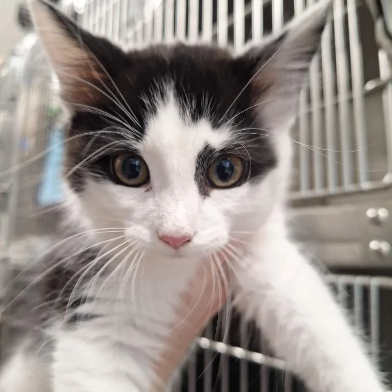 A baby small-sized male Black Domestic Medium Hair cat named Brussel Sprouts for adoption in Attica, NY