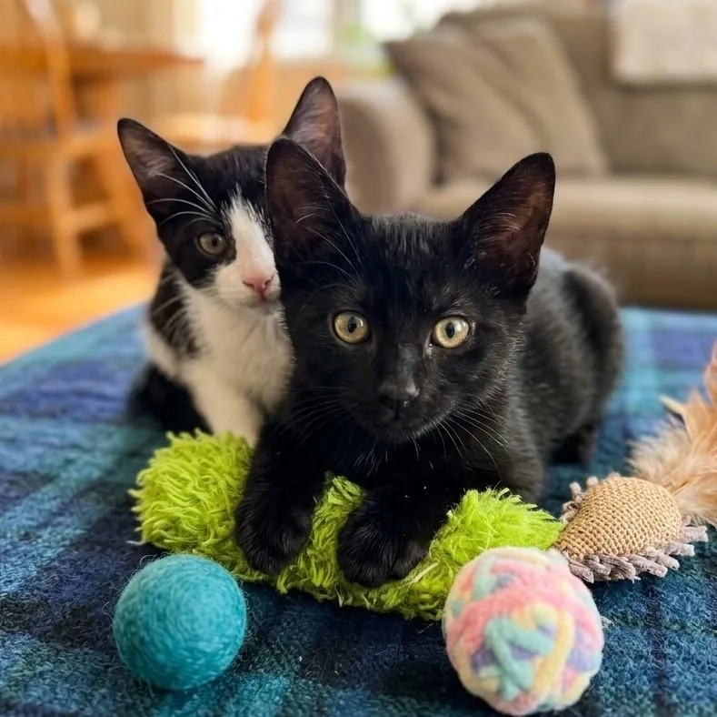 A baby medium-sized male Black Domestic Short Hair cat named Moki for adoption in Boca Raton, FL