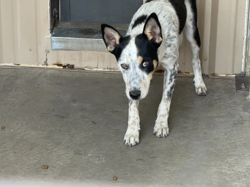 A young medium-sized male Gray / Blue / Silver Australian Cattle Dog / Blue Heeler dog named Rodney for adoption in Mountainair, NM