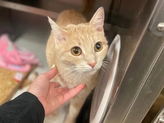 A young small-sized female Domestic Short Hair cat named Peaches for adoption in Fort Wayne, IN