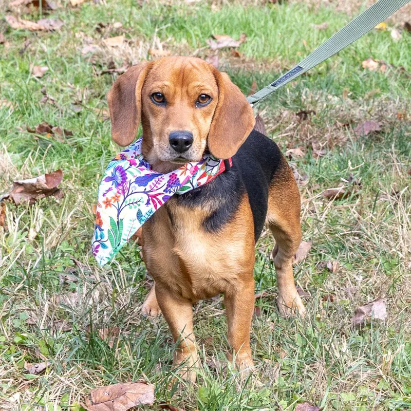 An adult small-sized female Black Dachshund dog named BellaAvail for adoption in West Grove, PA