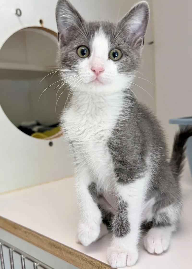 A baby small-sized female Domestic Short Hair cat named Electra for adoption in Oakland, CA