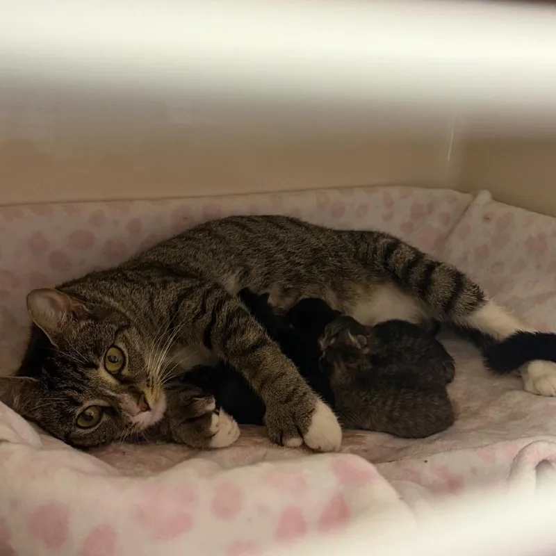 An adult medium-sized female Domestic Short Hair cat named Broadway for adoption in Watertown, NY