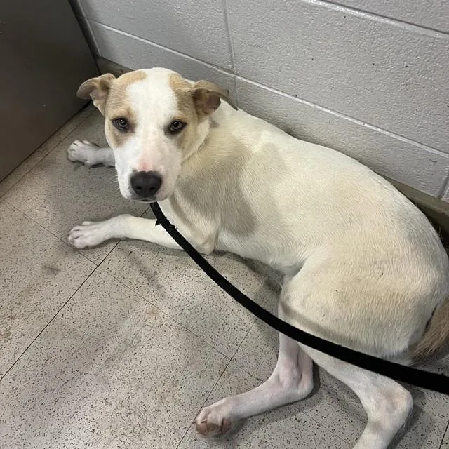 An adult medium-sized female American Staffordshire Terrier dog named Trixie for adoption in Huntsville, AL