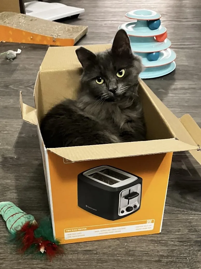A young large-sized female Gray / Blue / Silver Domestic Long Hair cat named Misha for adoption in Las Vegas, NV