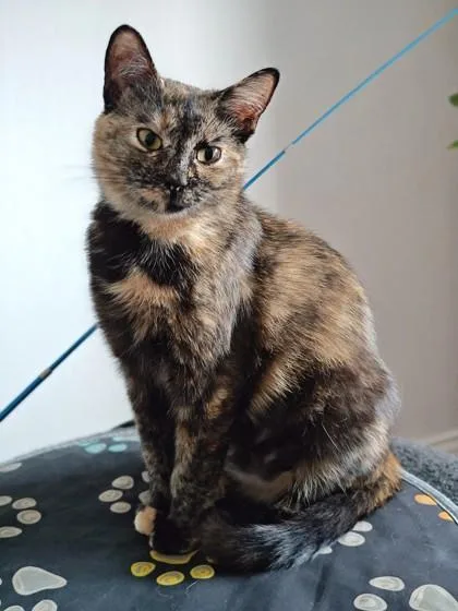 Freckles thumbnail 2