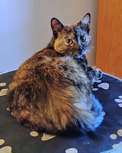 Freckles thumbnail 3