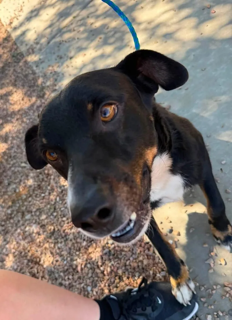An adult medium-sized male Tricolor (Brown, Black, & White) Hound dog named Ruger for adoption in Sierra Vista, AZ