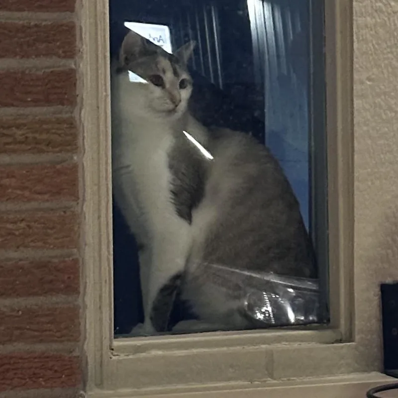 An adult small-sized female Siamese cat named Patches for adoption in Pleasant Hill, MO