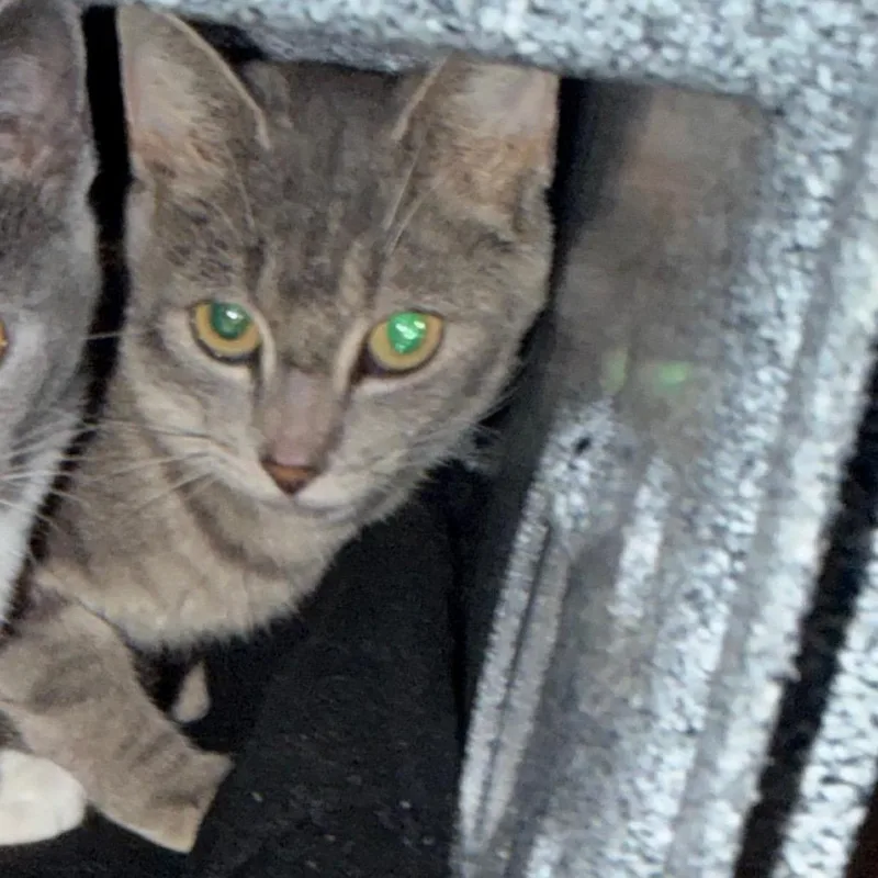 An adult medium-sized female Gray / Blue / Silver Domestic Short Hair cat named Roast Beef for adoption in Charlottesville, VA