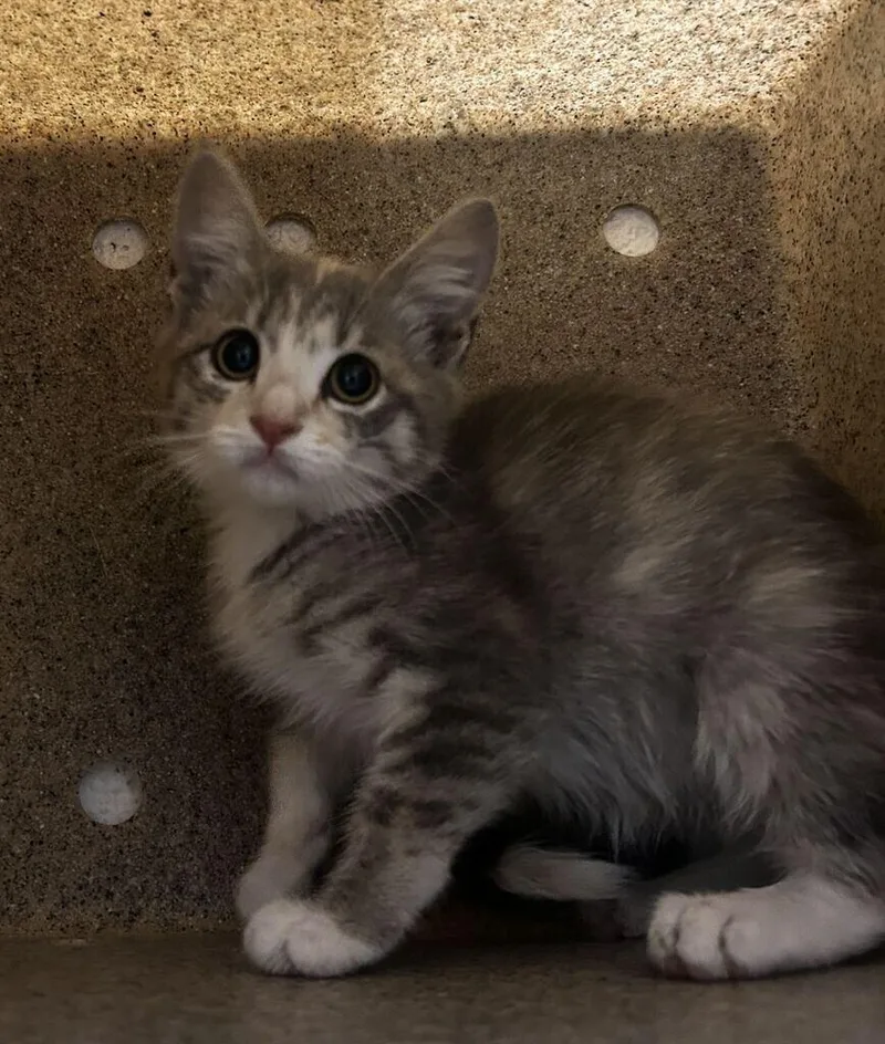 A baby small-sized female Gray / Blue / Silver Domestic Short Hair cat named Lentil for adoption in Fruit Heights, UT