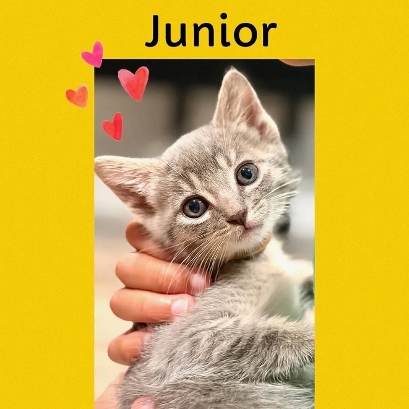 A baby small-sized male Gray / Blue / Silver Domestic Short Hair cat named Uncle Junior for adoption in Los Angeles, CA