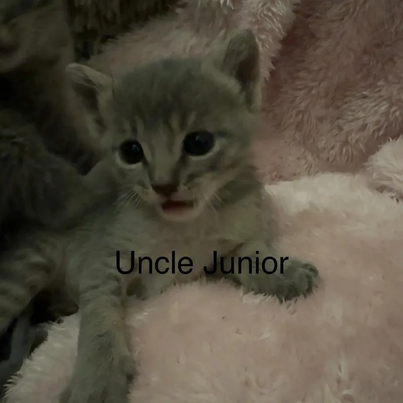 Uncle Junior thumbnail 2
