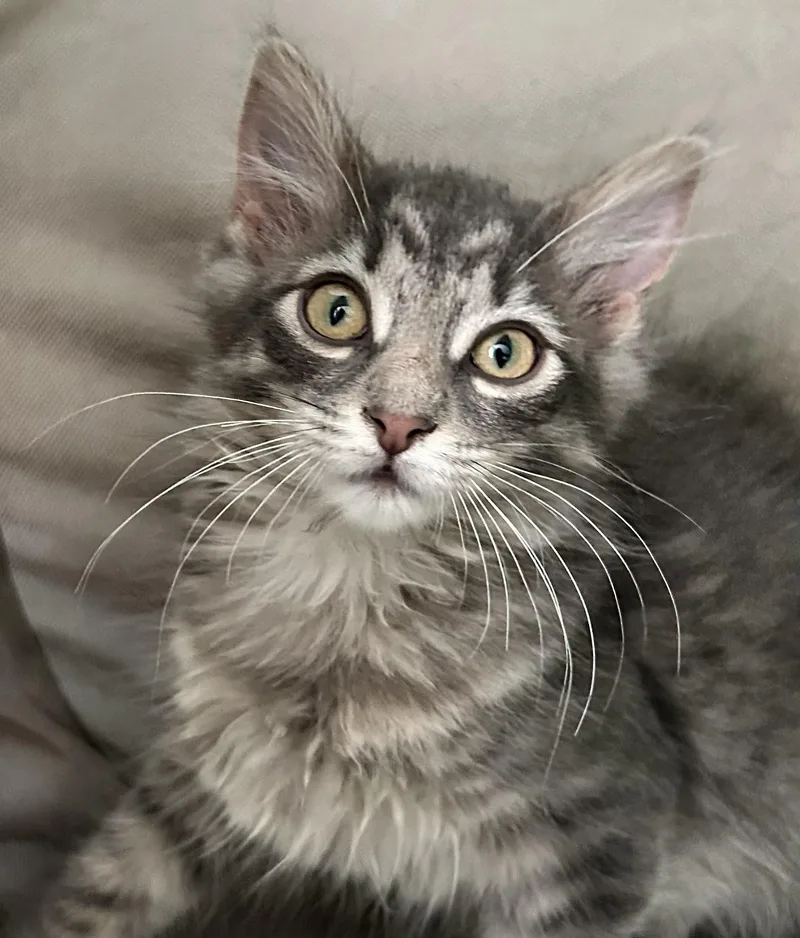 A baby medium-sized female Tabby (Gray / Blue / Silver) Domestic Long Hair cat named Taz for adoption in Carsonville, MI