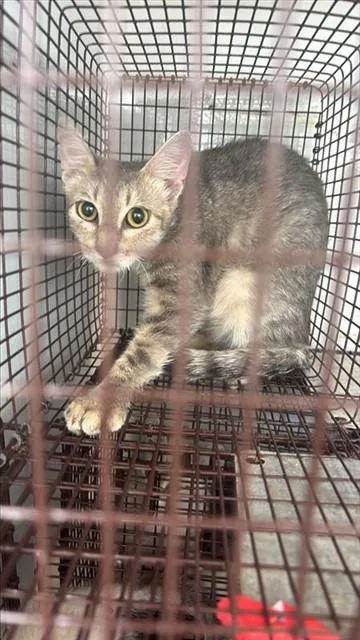 A young medium-sized female Domestic Short Hair cat named Peach for adoption in Houston, TX