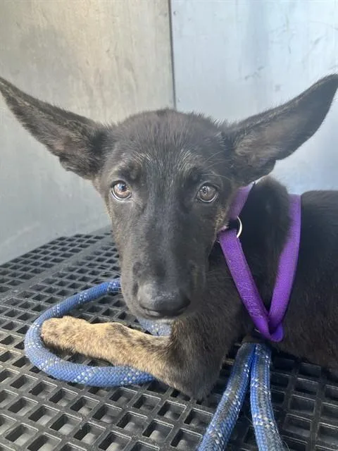 A baby small-sized female Mixed Breed dog named Fizzypop for adoption in Dallas, TX
