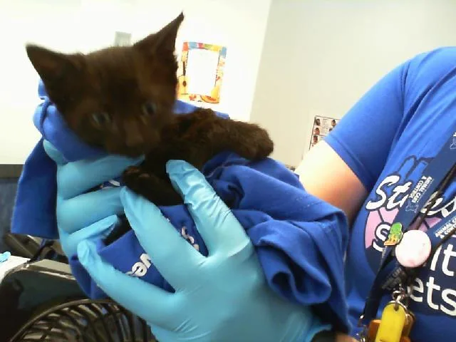 A baby small-sized male Domestic Short Hair cat named Jet for adoption in Charlotte, NC