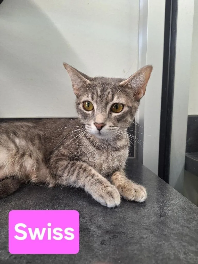 A young small-sized female Domestic Short Hair cat named Swiss for adoption in Leonardtown, MD