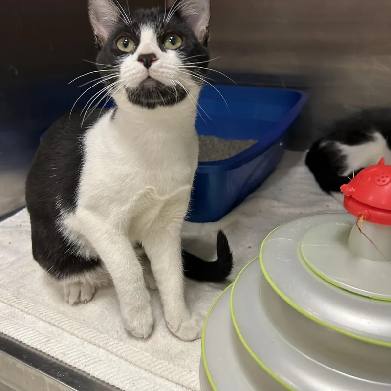 A young medium-sized male Black & White / Tuxedo Tuxedo cat named Talladega Of for adoption in La Grange Park, IL
