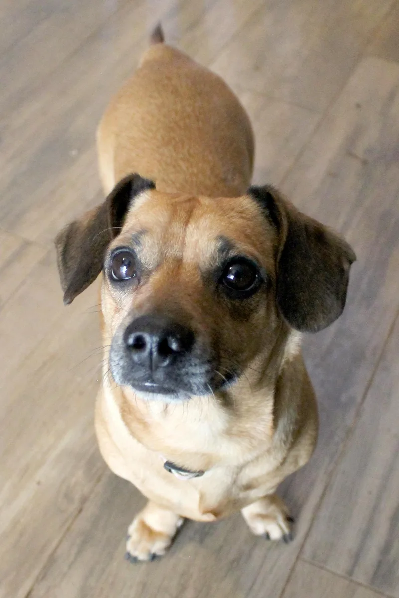 An adult small-sized female Chiweenie dog named Anna for adoption in Guthrie, OK