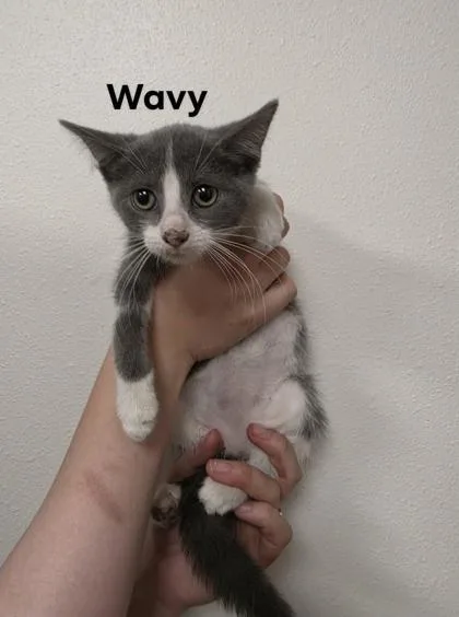 A baby medium-sized female Domestic Short Hair cat named Wavy for adoption in Aberdeen, SD