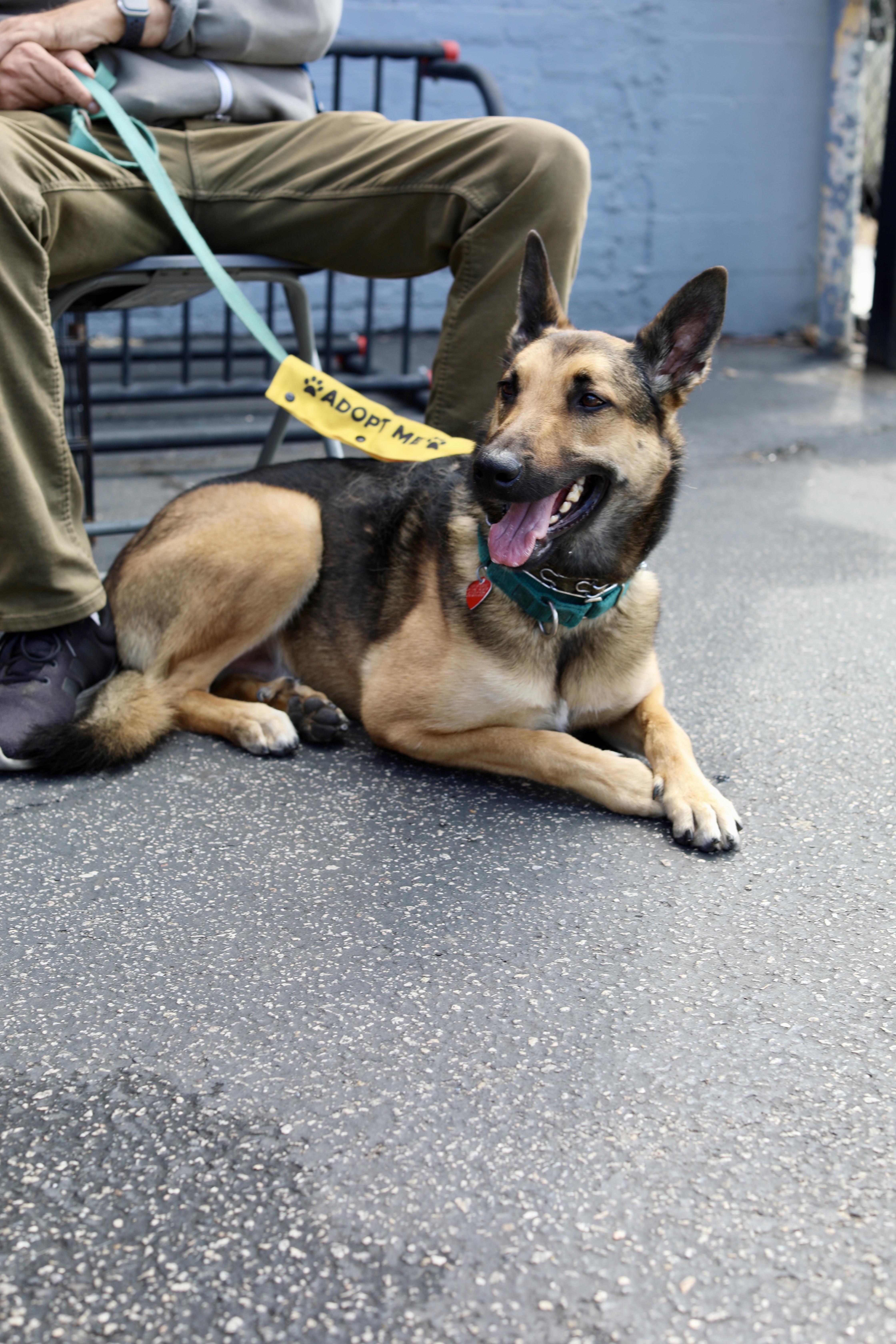 A young medium-sized male Tricolor (Brown, Black, & White) German Shepherd Dog dog named Beau for adoption in Los Angeles, CA