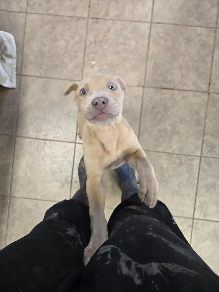 A baby medium-sized male Pit Bull Terrier dog named Squirtle for adoption in Marion, OH