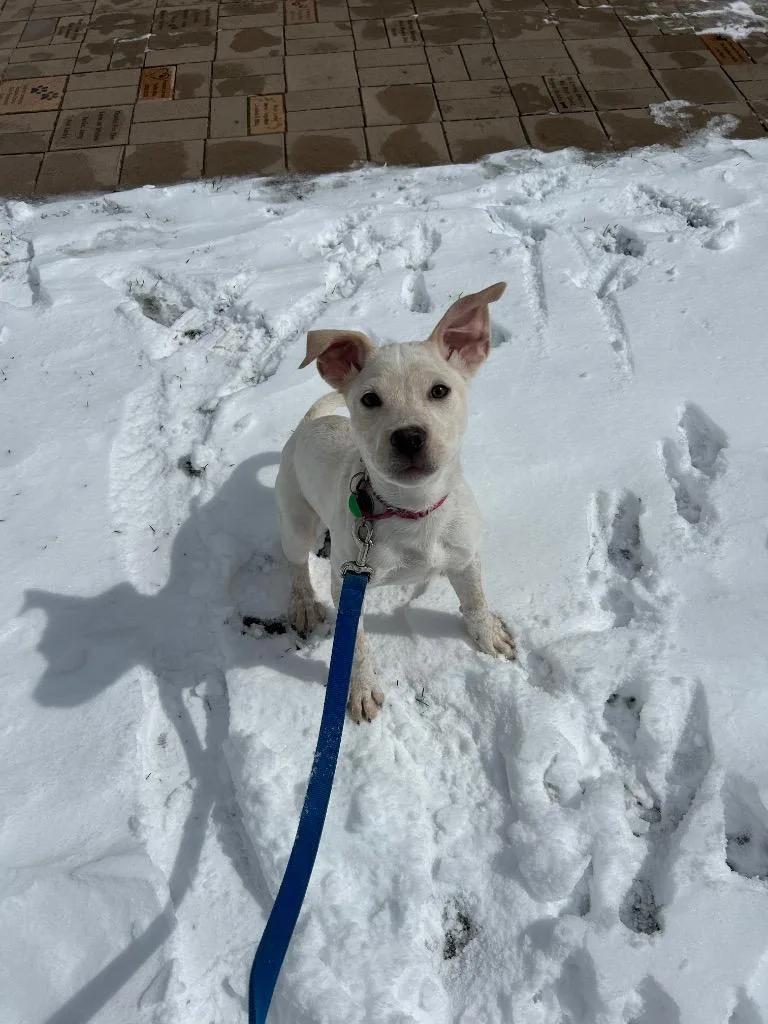 A baby extra large-sized female Mixed Breed dog named Puddin' for adoption in North Syracuse, NY