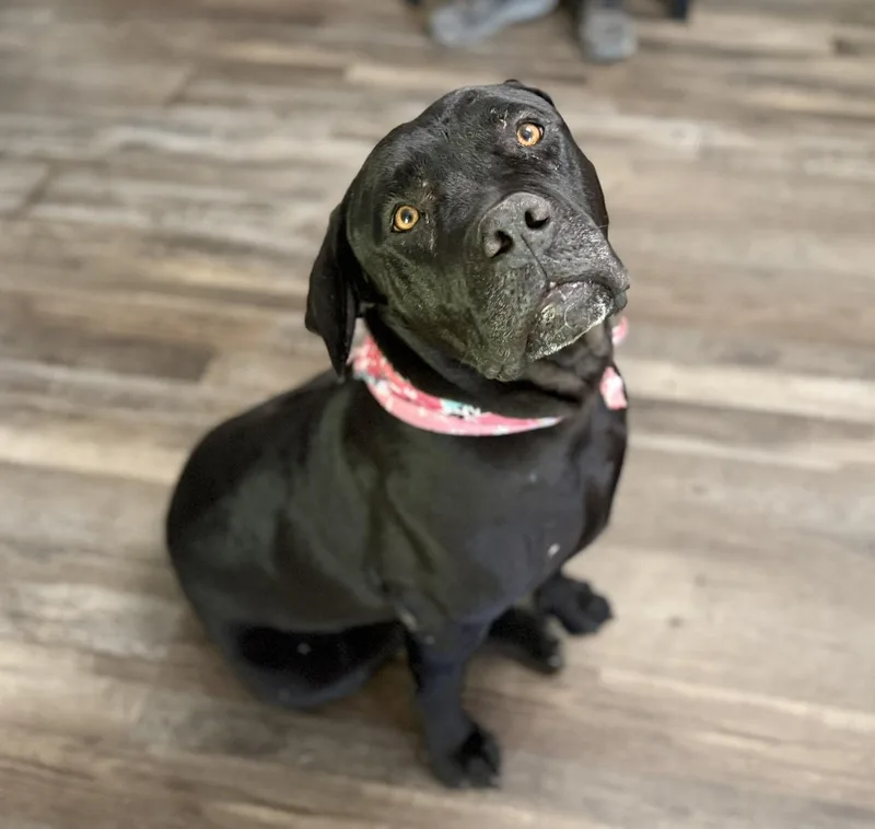 An adult large-sized female Black Cane Corso dog named Gracie for adoption in Andover, MA