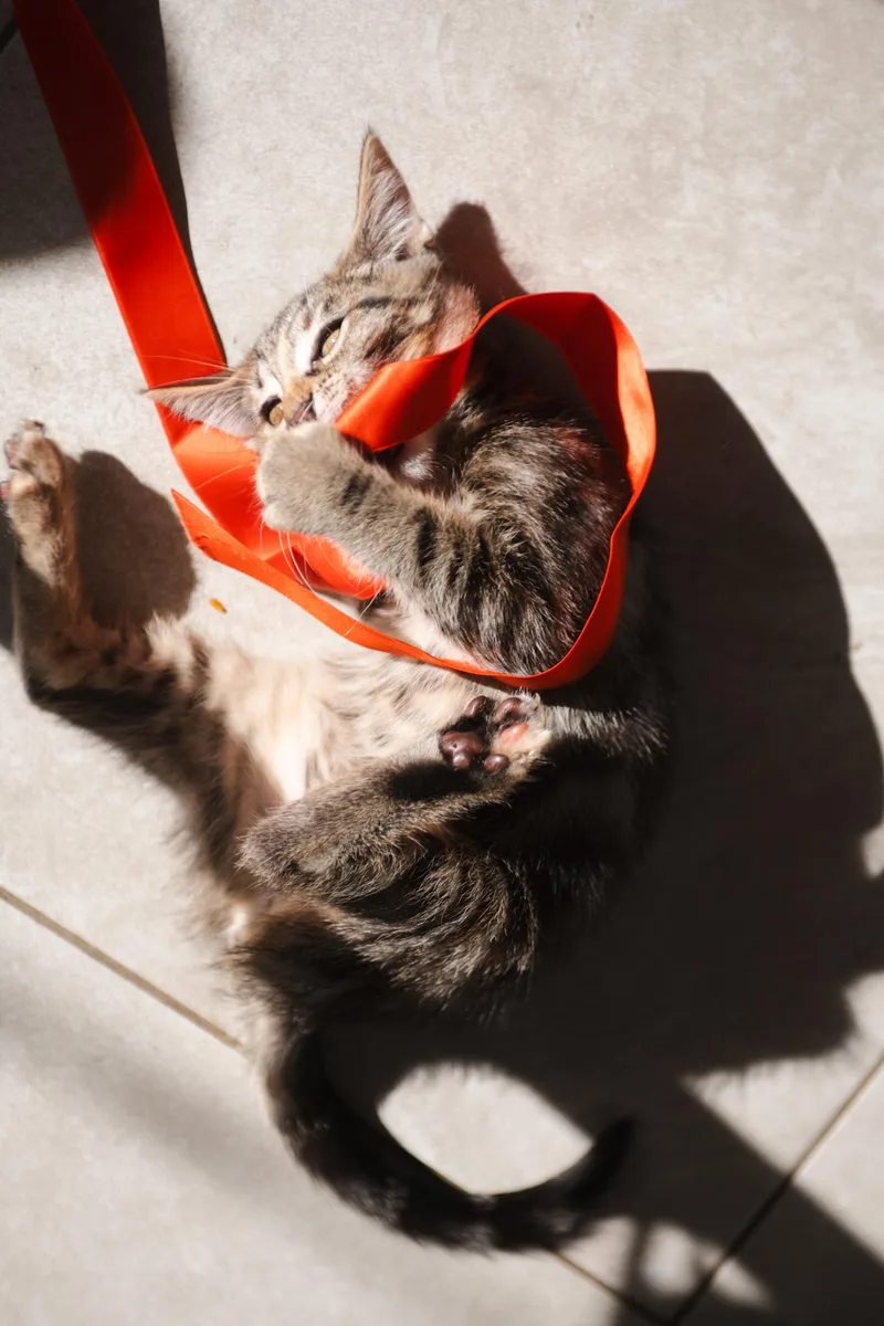 A baby medium-sized female Tabby (Brown / Chocolate) Domestic Short Hair cat named Cashew for adoption in Davis, CA