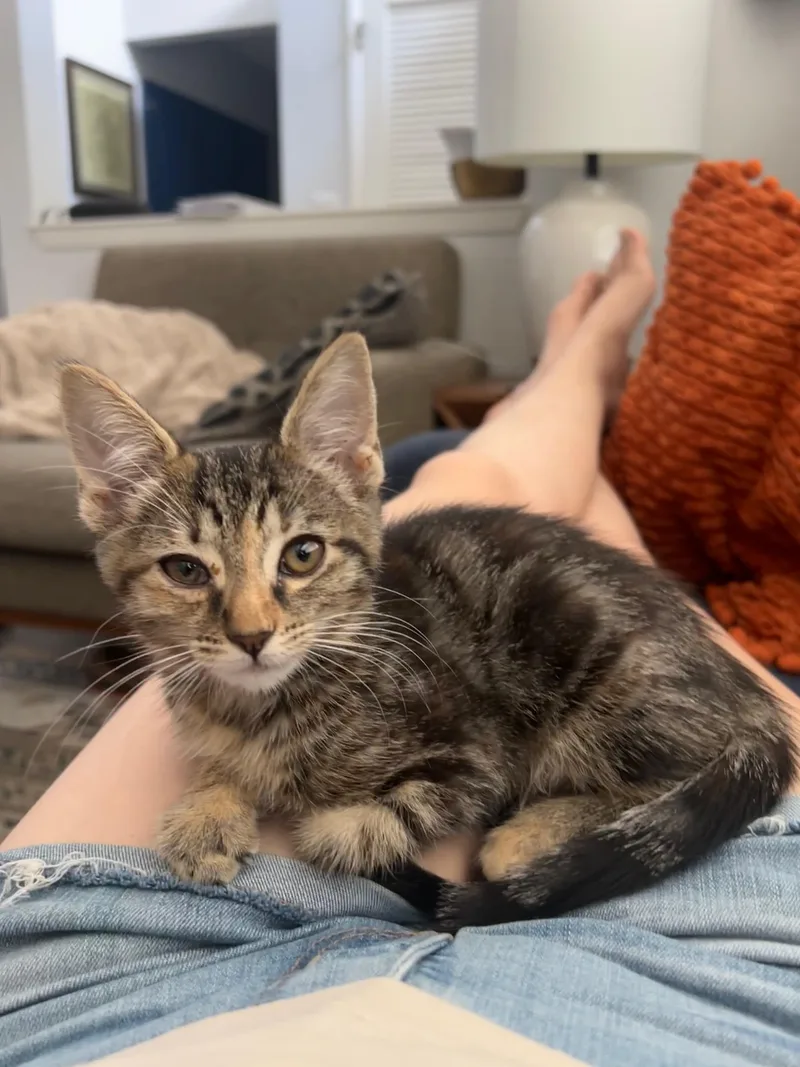 Cashew thumbnail 6