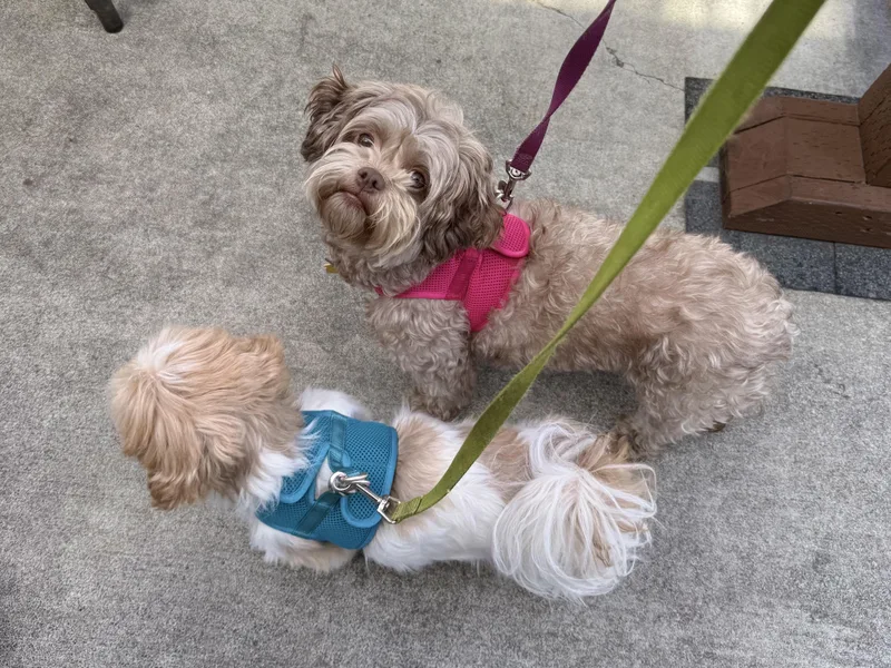 Daisy and Penny