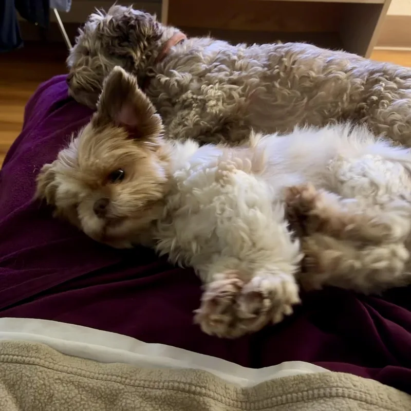 Daisy and Penny thumbnail 4