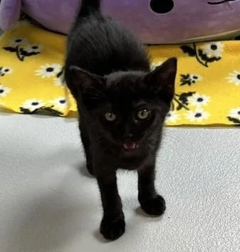 A baby small-sized female Domestic Short Hair cat named Nora for adoption in Cumming, GA