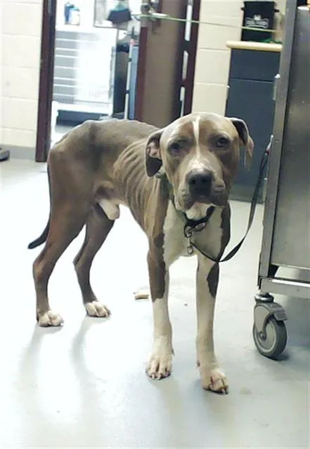 A young large-sized male Pit Bull Terrier dog named Zeus for adoption in Fayetteville, NC