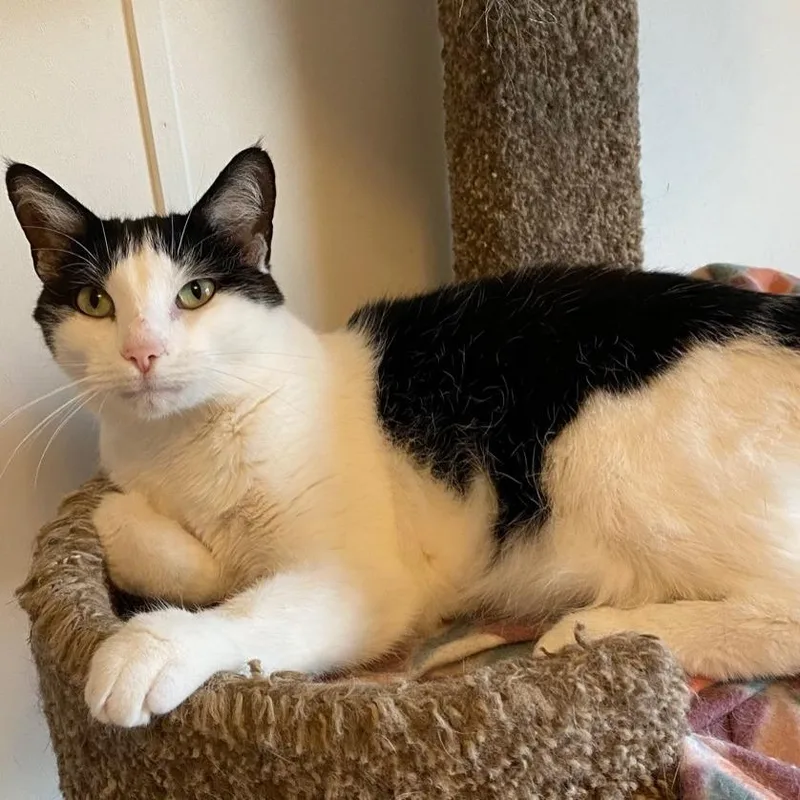 A senior small-sized male Black Domestic Short Hair cat named Lucky for adoption in Goshen, IN